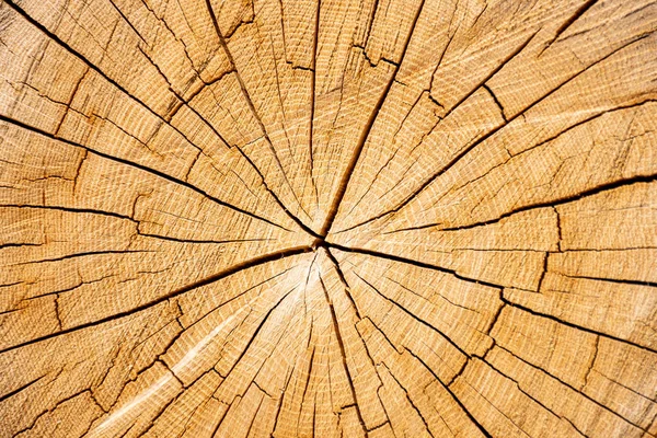 Cross-section of wood with tree rings and cracks