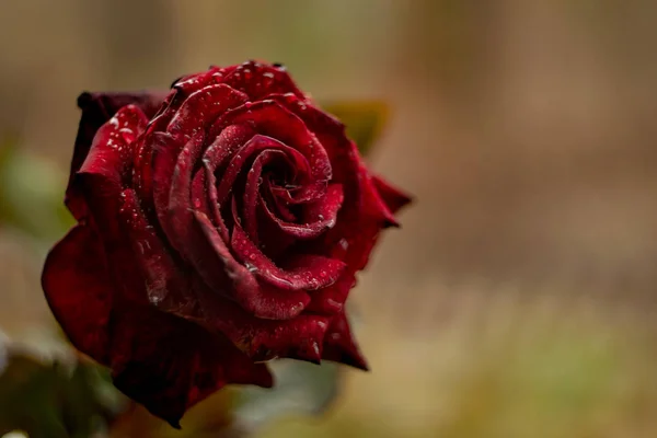 Bordeaux Rose Kropli Wody Zbliżenie Rose Późno Jesienne — Zdjęcie stockowe