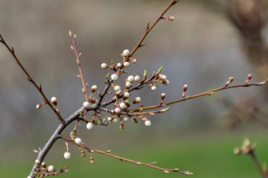 Hassas fötr kiraz çiçek tomurcukları ile twig. Bahar Yeşiller ve bahar ruh hali. Doğa canlanıyor