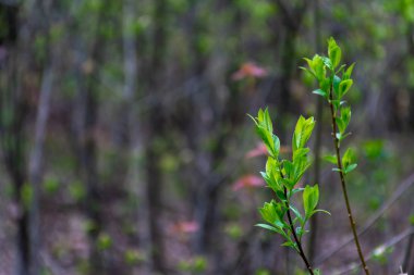Ağaç dalları bahar olduğu ormandaki. Genç turuncu yaprak büyümek. Bahar Yeşiller ve bahar ruh hali. Doğa canlanıyor