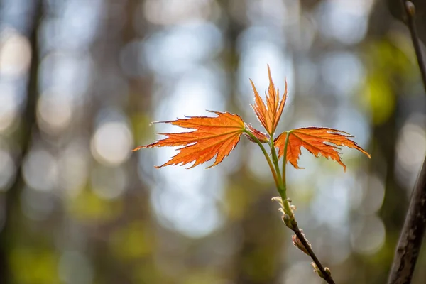 Branch of maple in spring. Young orange leaves grow. Spring greens and spring mood. Nature comes alive