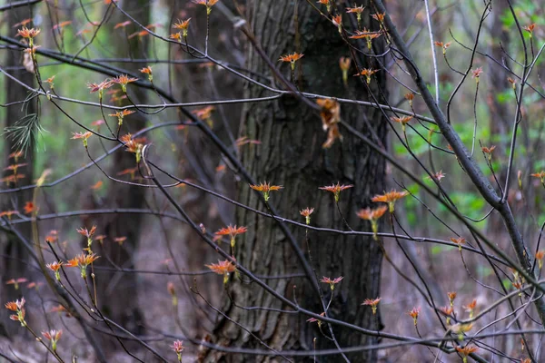 Ahornzweig Frühjahr Junge Orangefarbene Blätter Frühlingsgrün Und Frühlingsstimmung Die Natur — Stockfoto