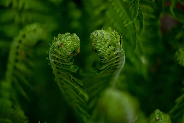 Fern Grows Forest Nature Spring Nature Comes Life Dark Forest — Stock Photo, Image