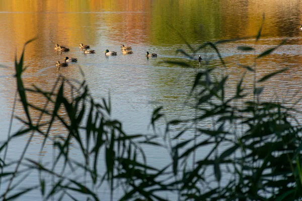 Saat Matahari Terbenam Danau Taman Bebek Mengambang Danau Kota — Stok Foto