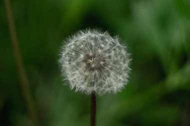 Yeşil çim arka plan karşı hafif kabarık karahindiba. Rüzgarın nefesini bekliyorum.