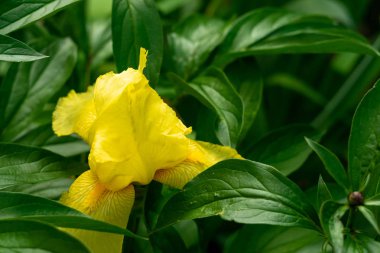 Yeşil şakayık yaprakları arasında sarı iris çiçeği. Çiçek bahçede yetişir. Baharın Aromaları