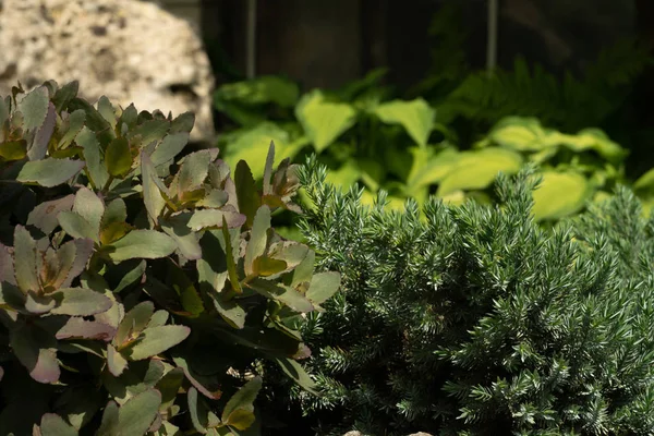 Green Plants Garden Background Stone Artificial Combination Shades Green Dark — Stock Photo, Image