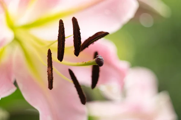 Lily Květiny Dešti Stamens Closeuje Hnědým Pylem Rozmazané Pozadí — Stock fotografie