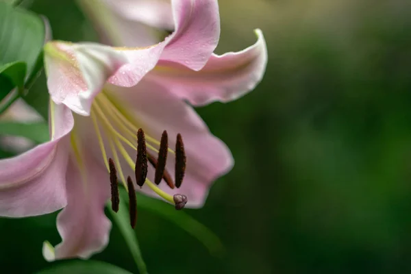 Lily Květiny Dešti Stamens Closeuje Hnědým Pylem Rozmazané Tmavě Zelené — Stock fotografie
