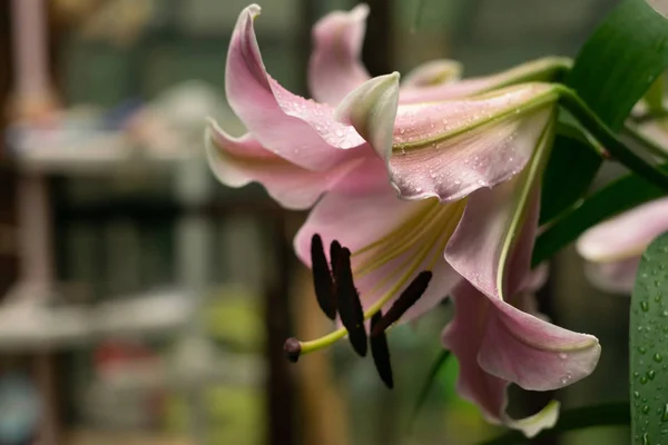 Lily Květiny Dešti Stamens Closeuje Hnědým Pylem Rozmazané Tmavě Zelené — Stock fotografie