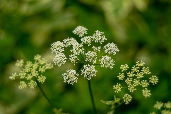 Wild parsnip flowers. Dangerous poisonous plant. Beautiful umbrella inflorescences. Closeup photo, dark green blurred background