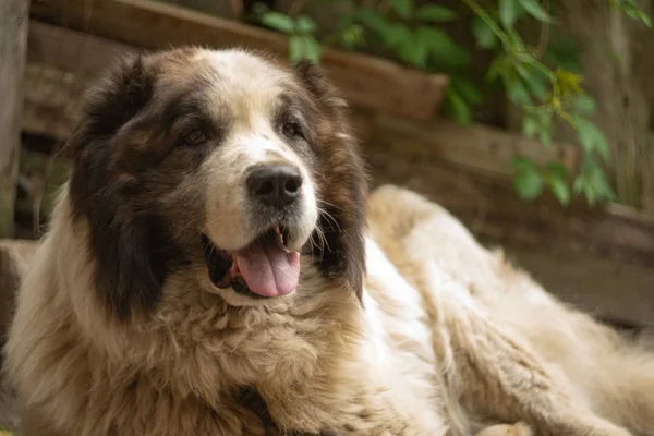 An adult Caucasian Shepherd dog is resting. The dog lies near the threshold of the house.