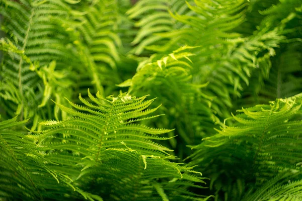 Patterned Weave Fern Leaves Bright Green Color Mesmerizing Order — Stock Photo, Image
