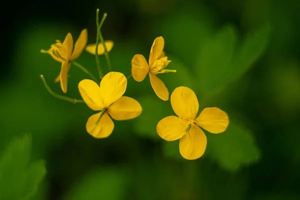 Flores Celidonia Amarillas Sobre Fondo Verde Oscuro Borroso Cerca —  Fotos de Stock