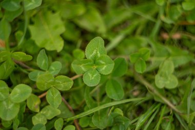 Çayırda dört yapraklı yonca- şansın sembolü. Ağustos yeşil çim arasında nadir bir bulgu