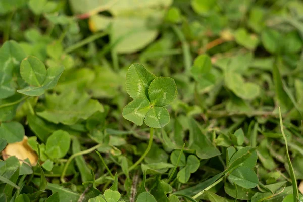 Czterolistna Koniczyna Łące Symbol Szczęścia Rzadkie Znaleźć Wśród Zielonej Trawy — Zdjęcie stockowe