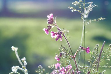 Çayır çiçekleri kapanıyor. Yaz, güneşli hava