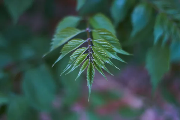 Les Jeunes Feuilles Des Campsis Poussent Belle Symétrie Des Feuilles — Photo