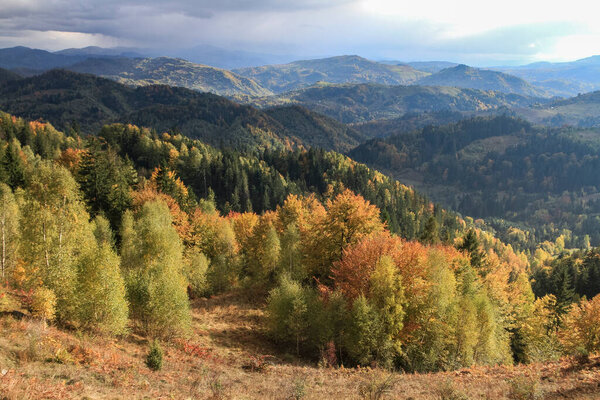 Красивый осенний лесной пейзаж. Деревья, зажженные солнцем. Концепция пешеходного путешествия с видом на горы. Путешествие в Карпаты, Украина
