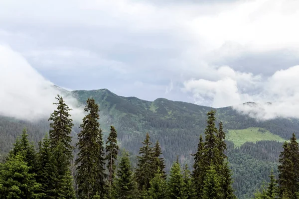 Sisin Içindeki Dağ Ormanı Yürüyüş Konsepti Panoramik Manzara Ukrayna Karpatlar — Stok fotoğraf