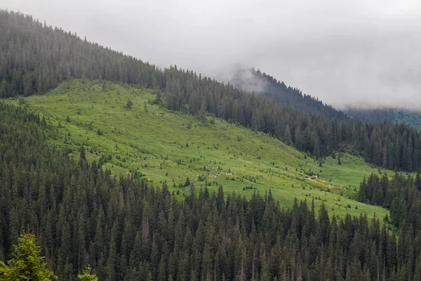 Vista Panorâmica Das Colinas Verdes Floresta Nevoeiro Matutino Nas Encostas — Fotografia de Stock