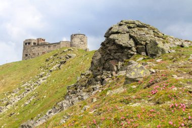 Pip Ivan Dağı 'ndaki eski gözlemevi şatosu Pop Iwan, Czarnohora ve kayalık yamaçtaki pembe gül rhododendron çiçekleri. Doğa yürüyüşü konsepti, Karpat Dağları, Chornohora, Ukrayna.