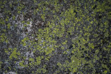 Yeşil taşın üzerindeki Lichen. Doğal arka plan. Yosun ve mantarla kaplı taş kayalar. Doğa arka planı. Yosun, mantar, taş üstüne mantar. Kalıplı ve yosunlu taşın rahatlaması ve dokusu