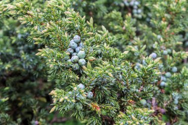 Juniper berries in the mountains, aesthetic green texture of plants. The cones are used to flavour certain beers and gin. clipart