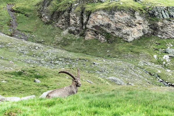 An old Alpine Ibex (mountain goat) with two horns on the rocks in the meadow in Austrian Alps, Kals am Grossglockner, Austria. Perfect moment in alpine highlands.