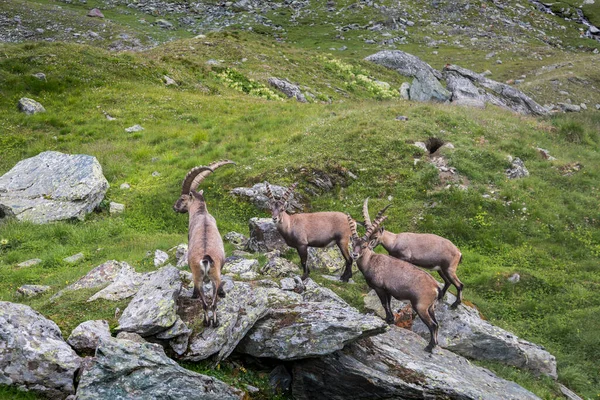 Een Groep Alpensteenbokken Rotsen Weide Oostenrijkse Alpen Kals Grossglockner Oostenrijk — Stockfoto