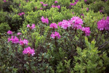 Carpatian dağlarındaki güzel yaz manzaraları, bir sürü çiçek, rhododendronlar. Karpatlar, Marmaroshchyna, Maramures, Ukrayna