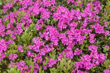 Geniş izole edilmiş açık mor ya da lavanta renkli rhododendronlar ve içinden birkaç yeşil yaprak geçiyor..
