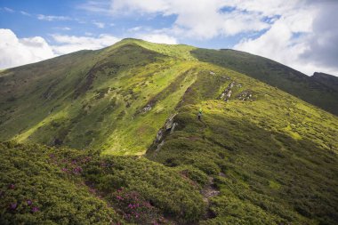 Turistler dağ sırası boyunca izleri takip ediyorlar. Yürüyüş konsepti panoramik manzara. Ukrayna Karpatlar, Ukrayna