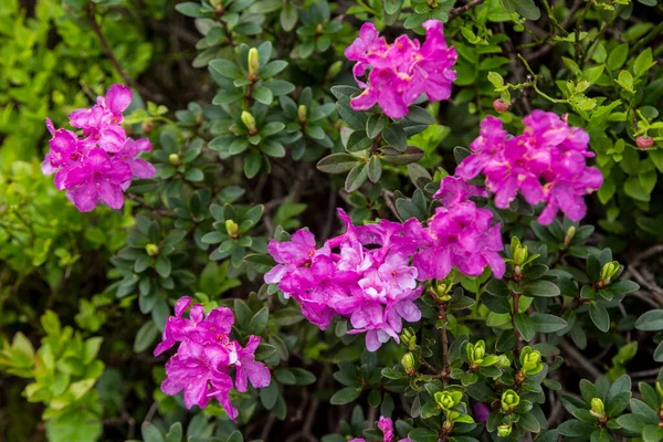 Bellissimi Paesaggi Estivi Nelle Montagne Carpatiche Molti Fiori Rododendri Carpazi — Foto Stock