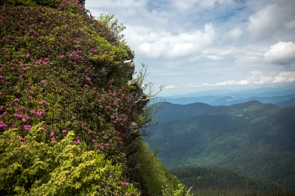 Paisagem Montanhas Verão Com Rododendro Rosa Cárpatos Marmaroshchyna Maramures Ucrânia — Fotografia de Stock
