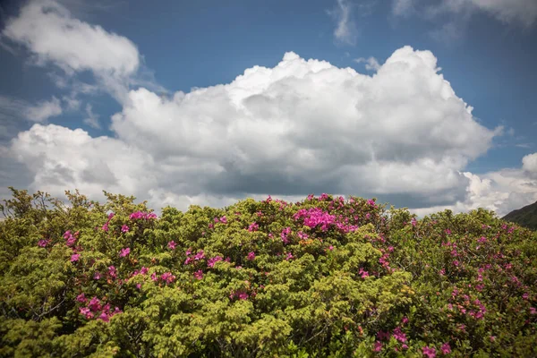 Big cloud over landscape of summer mountains with pink rhododendron