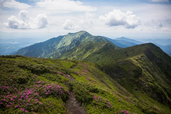 Paisagem Montanhas Verão Com Rododendro Rosa Cárpatos Marmaroshchyna Maramures Ucrânia — Fotografia de Stock