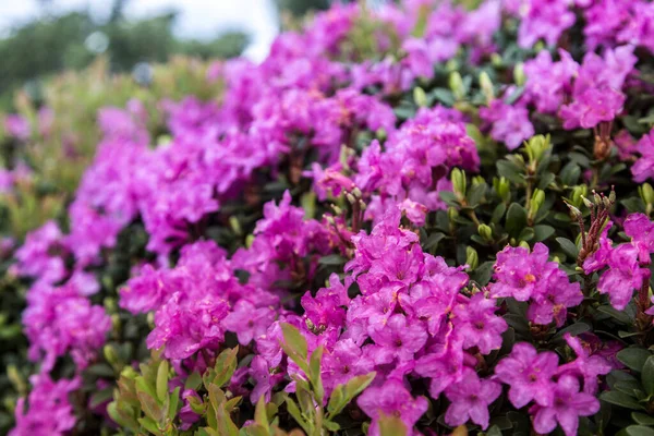 Collina Montana Ricoperta Rododendro Fiorito Bellissimo Paesaggio Fiorito Delle Montagne — Foto Stock