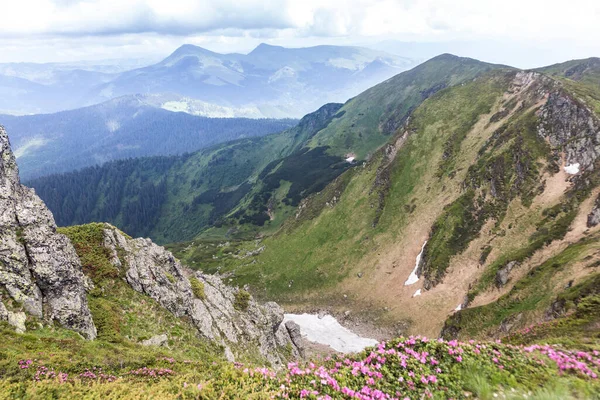 Bellissimi Paesaggi Estivi Nelle Montagne Carpatiche Molti Fiori Rododendri Carpazi — Foto Stock