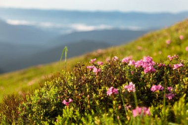 Dağ manzarasının arka planında pembe çalı çalı çiçekleri. Karpat Dağları, Ukrayna