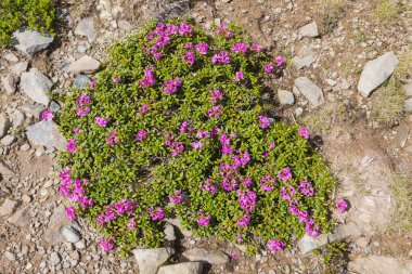 Taş bir arka planda pembe rhododendron çalısı