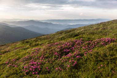 Pembe rhododendron çiçekleri gün batımında ve dağ manzarasının arka planında. Karpat Dağları, Ukrayna
