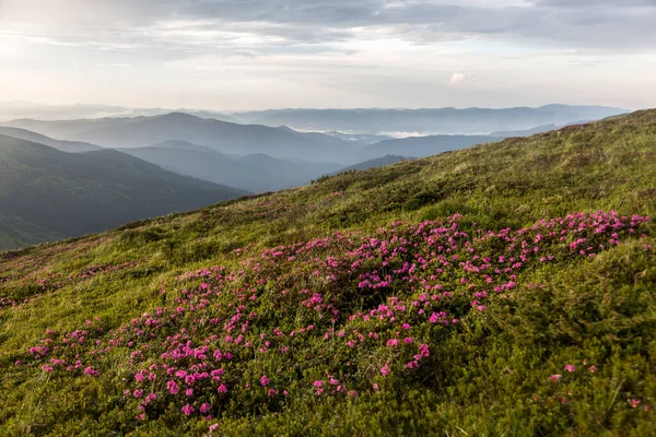 Arbusto Rosa Flores Rododendro Pôr Sol Com Contexto Paisagem Montesa — Fotografia de Stock