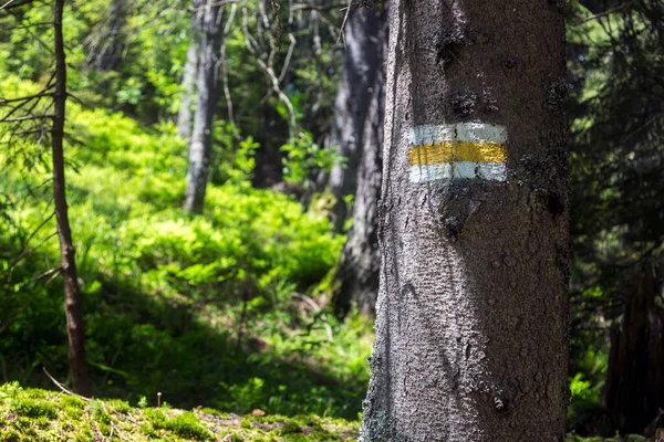 Trail marking in the wood. Painted mark in yellow for tourist, hikers and trekkers. It helps to navigate walker during hiking
