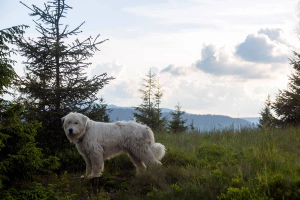 一只毛茸茸的牧羊犬站在森林和山水中 — 图库照片