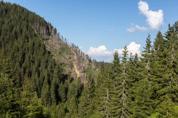 Árvores Derrubadas Uma Encosta Montanha — Fotografia de Stock