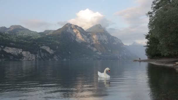 Weißer Schwan Berge Steile Felsen Und Hügel Rund Den Walensee — Stockvideo