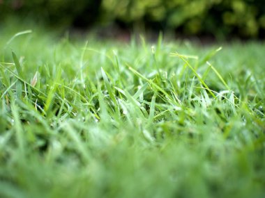 Bulutlu gökyüzü altında görüntü arka plan ile yeşil alan çim vuruşta yakından