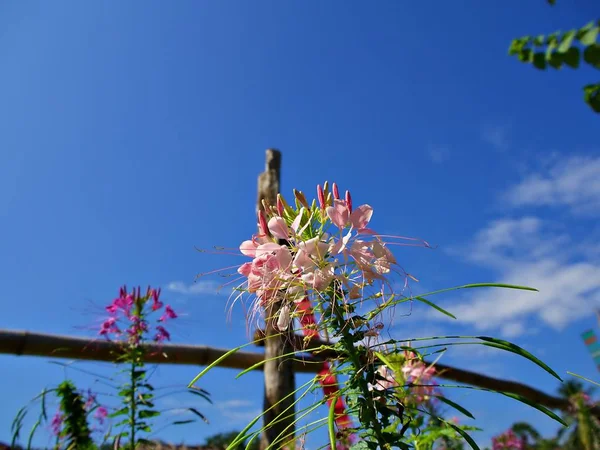 Nan, Tayland soğuk sezon boyunca çiçek bluesky Cloud ve güneş altında bir güzel pembe ve mor