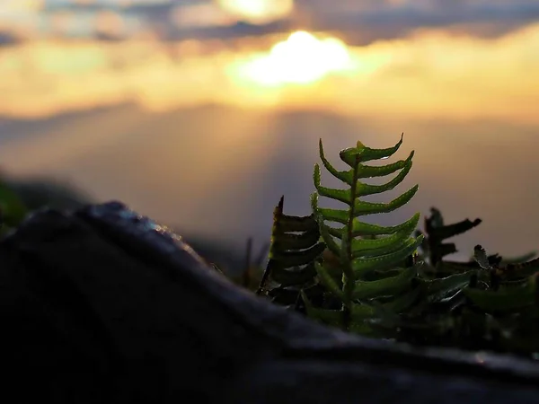 Close Tiro Grama Verde Sol Nascente Com Luz Chama Doi — Fotografia de Stock